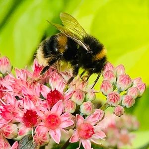 Meet your Posher, Joanne